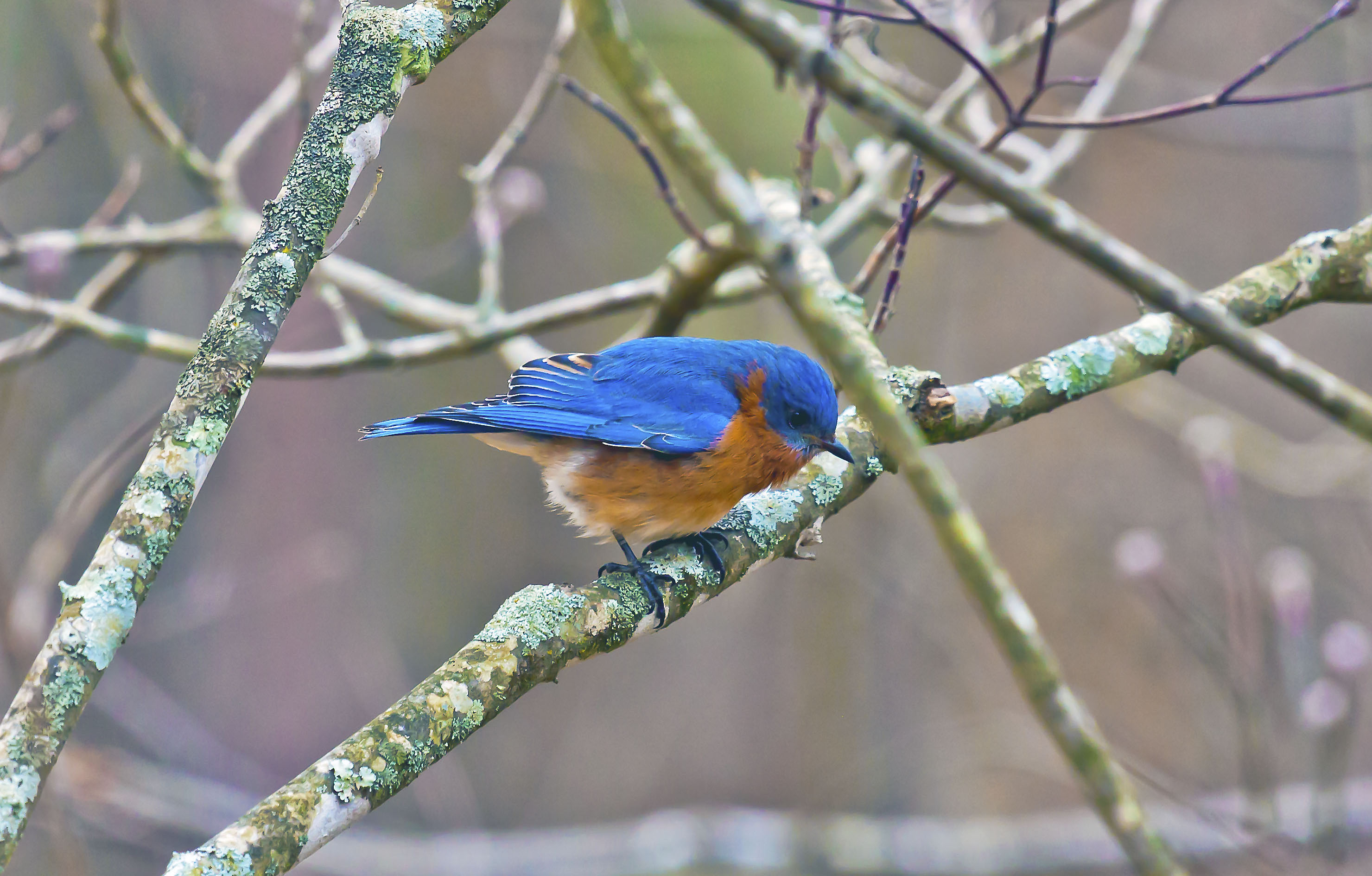 BlueBirdcropped_1431