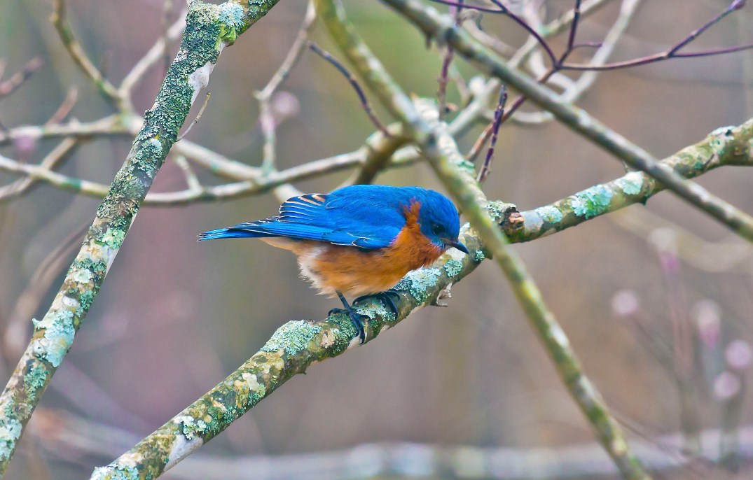 BlueBirdcropped_1431