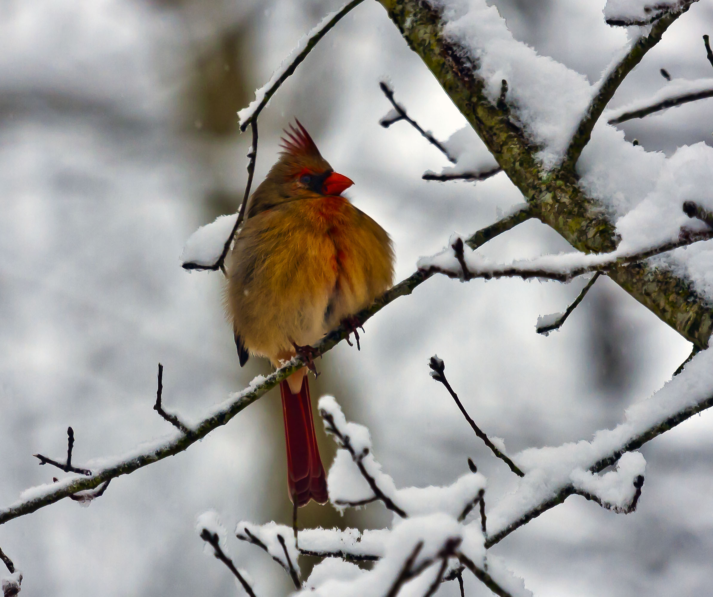 CardinalSnowcropped_1477