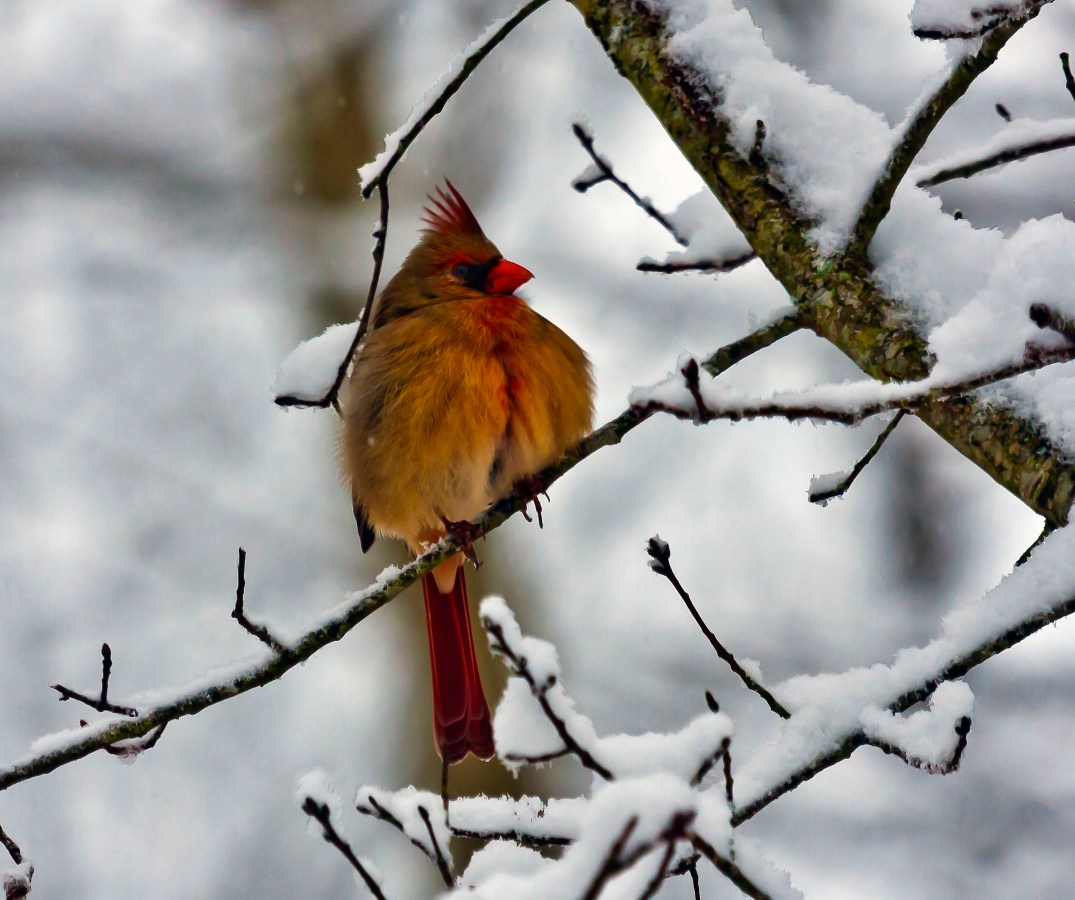 CardinalSnowcropped_1477