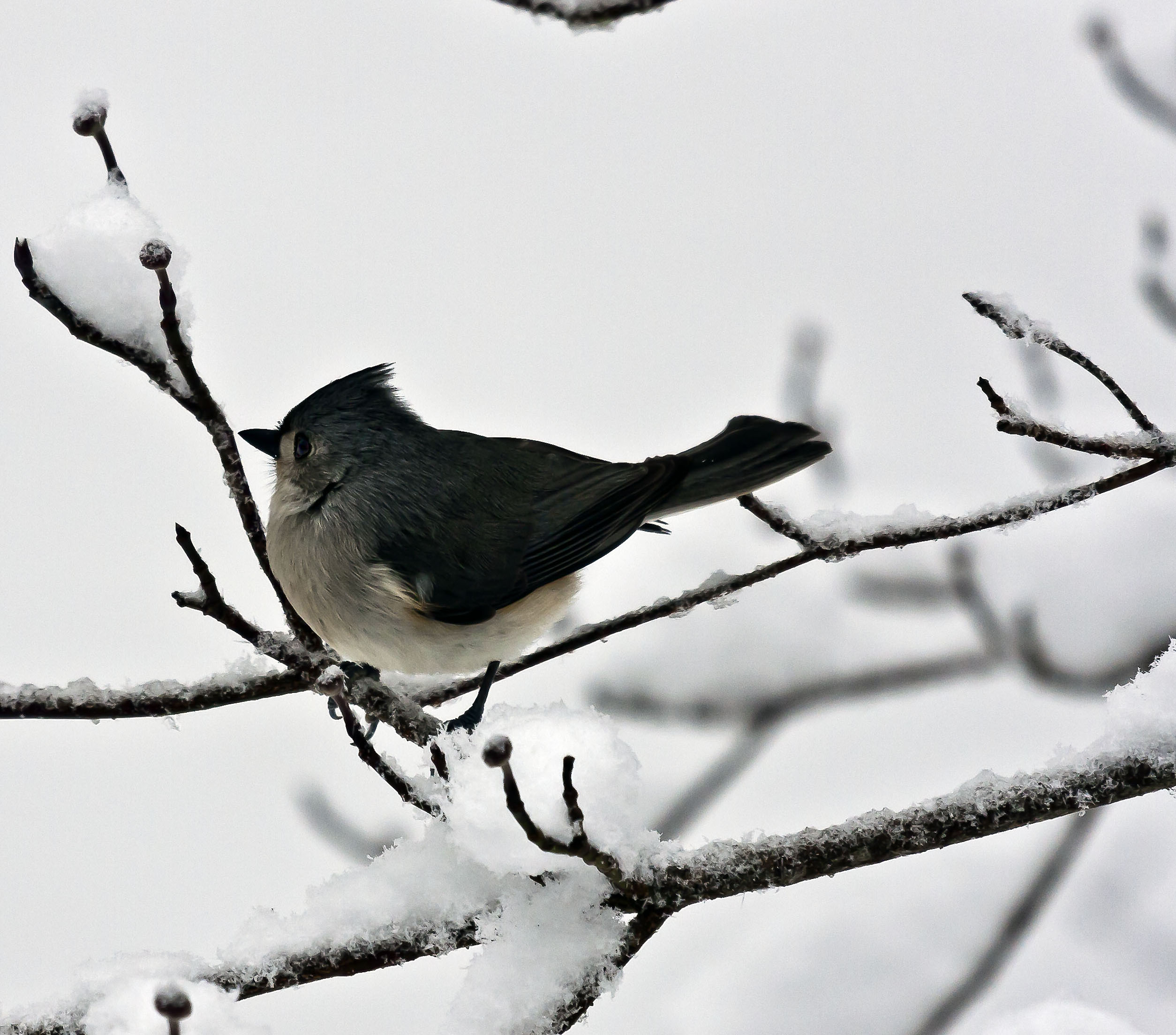 GrayBirdSnowcropped_1451