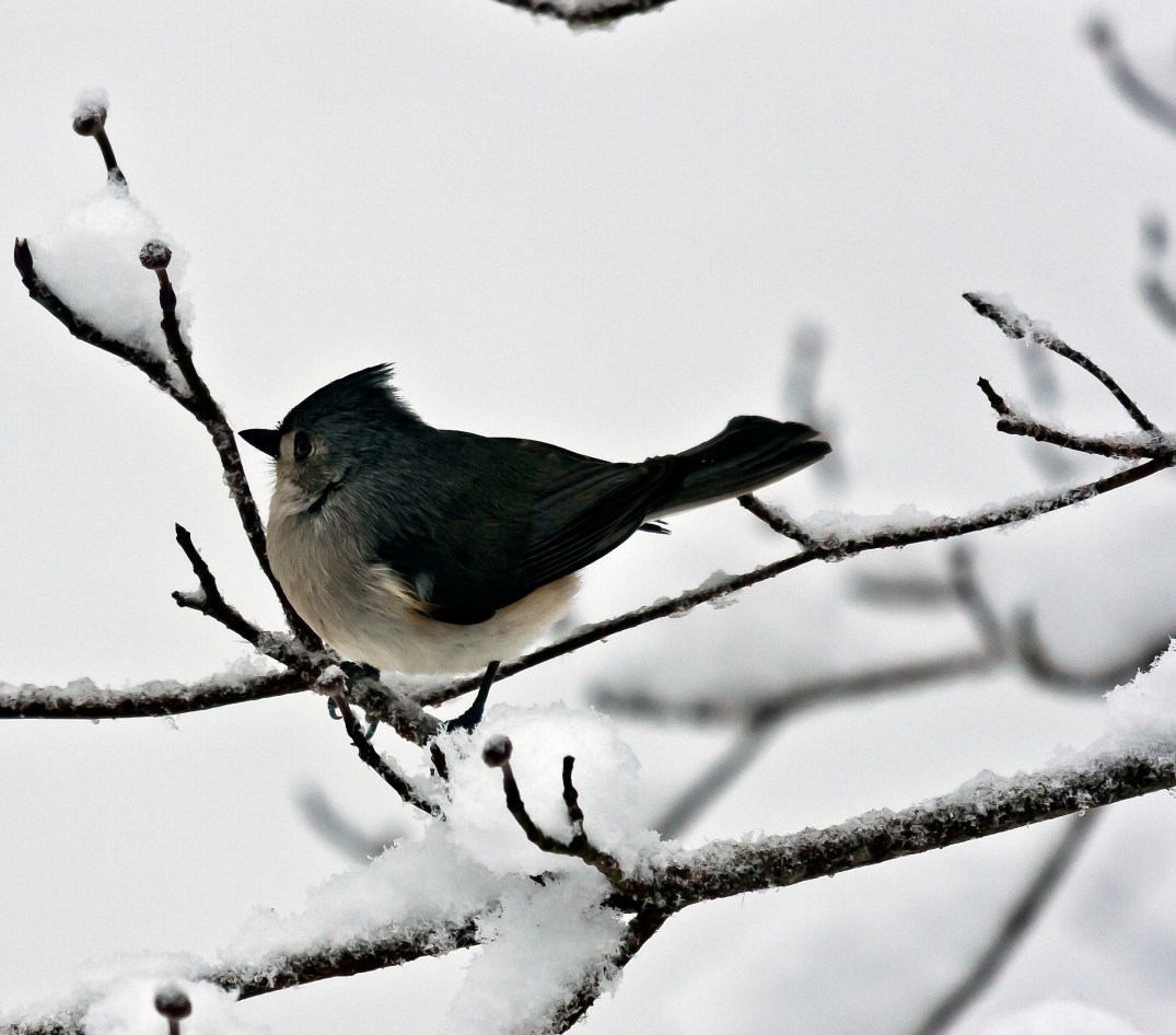 GrayBirdSnowcropped_1451