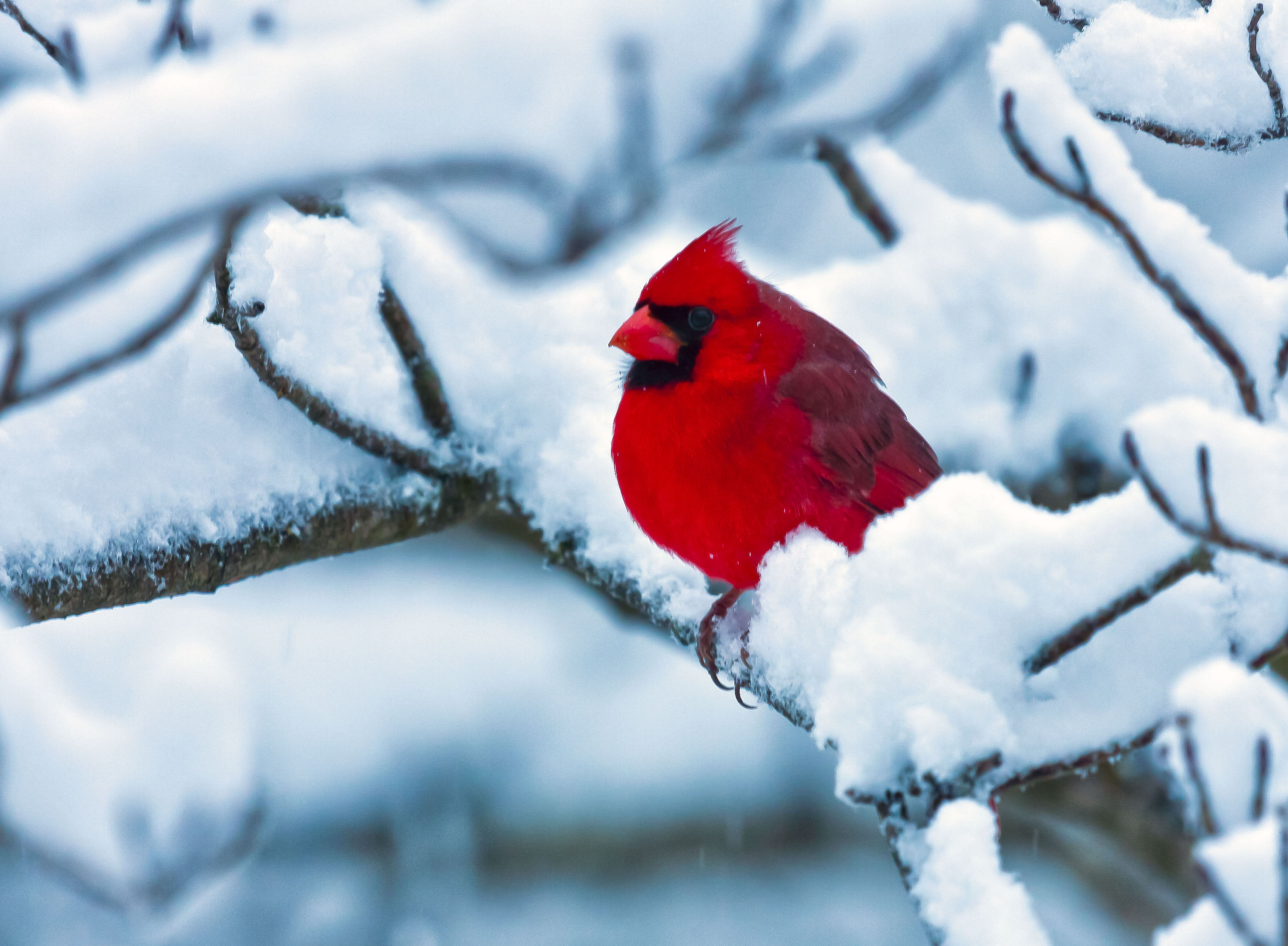 RedbirdSnowcropped_1446