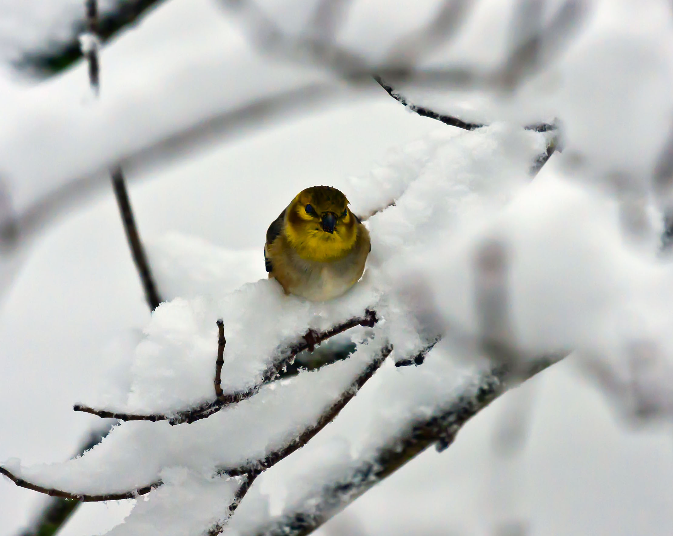 YellowBirdSnowcropped_1478