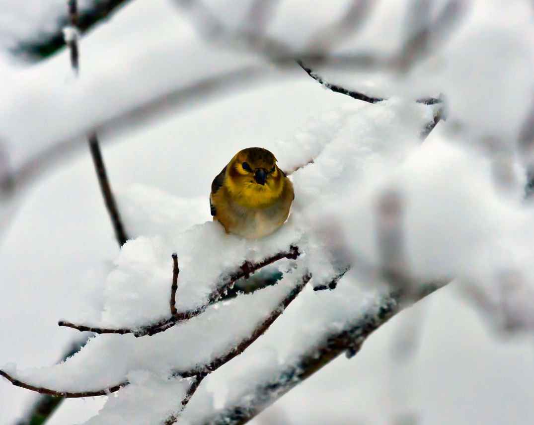 YellowBirdSnowcropped_1478