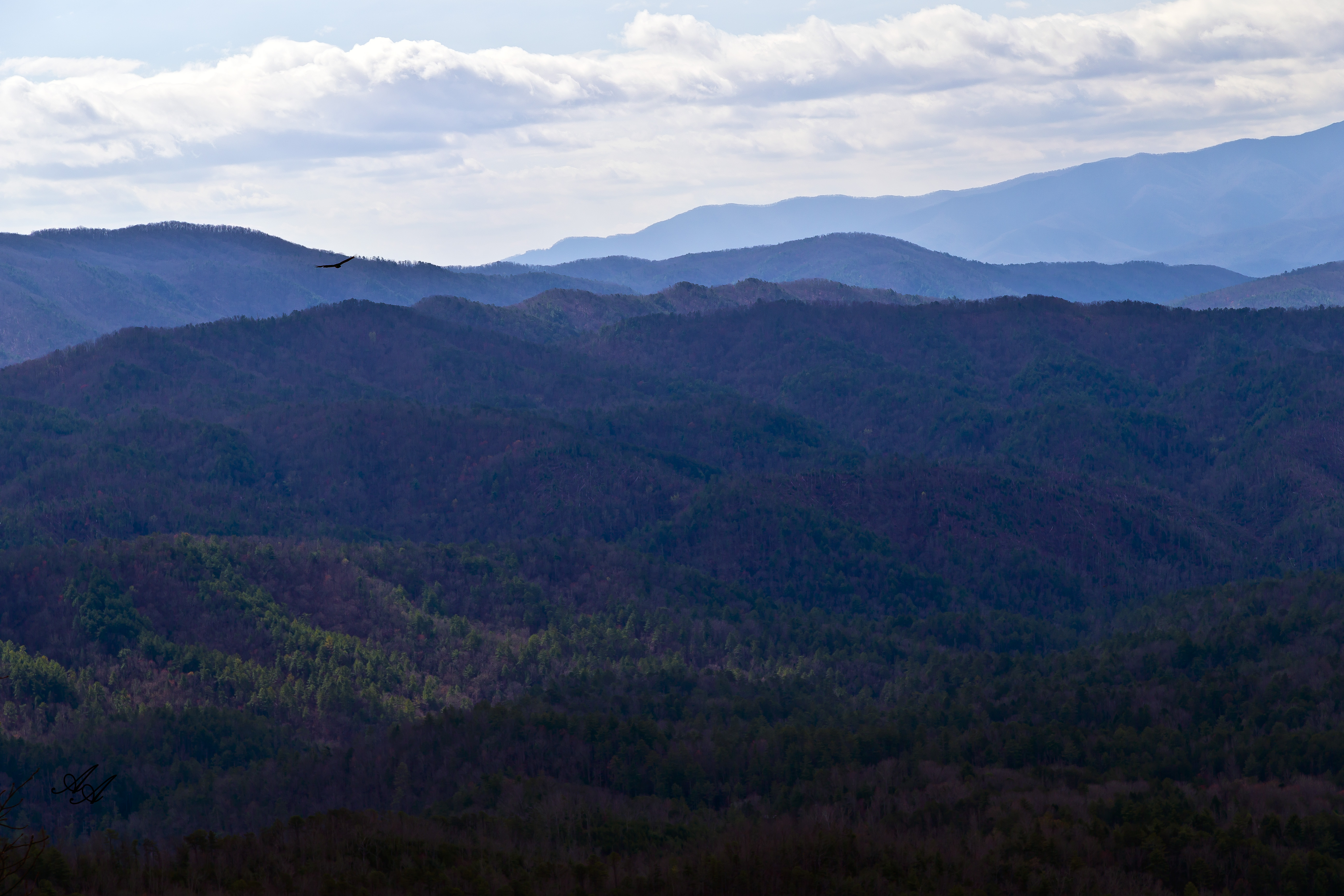 BlueRidgeParkwayTellico_Q8Z0787