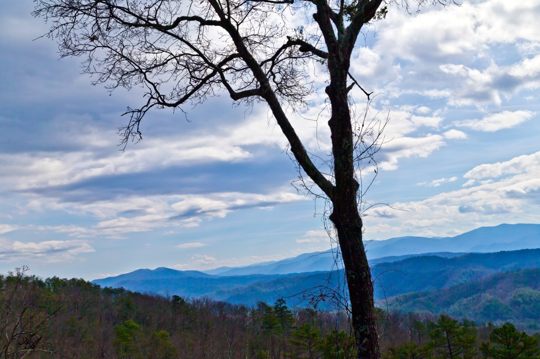 BlueRidgeParkwayTellicotree_Q8Z0798