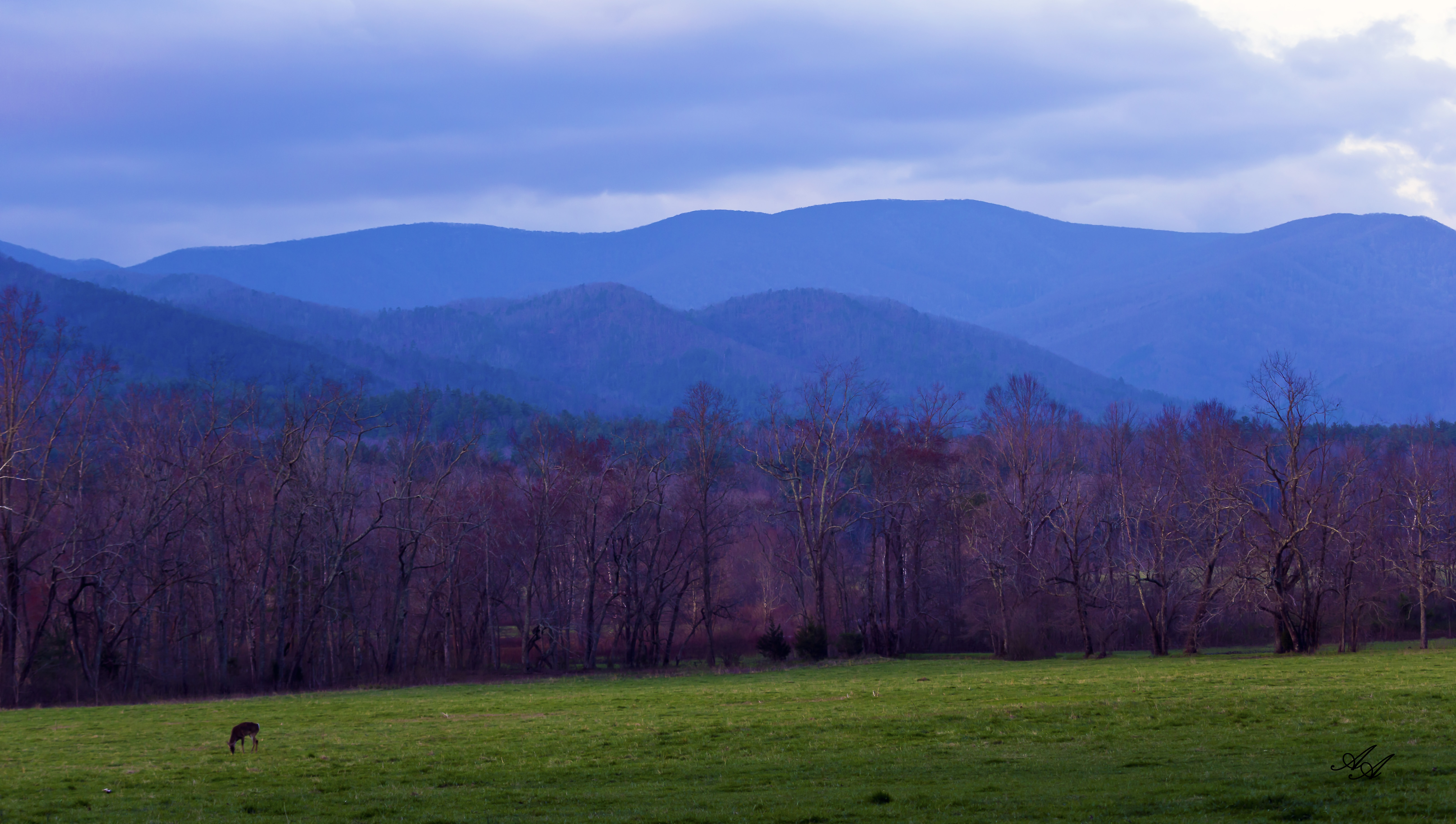 CadesCovewithdeer_Q8Z0694